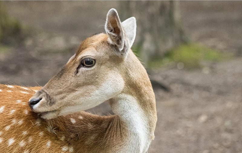 Woodland Delicacies