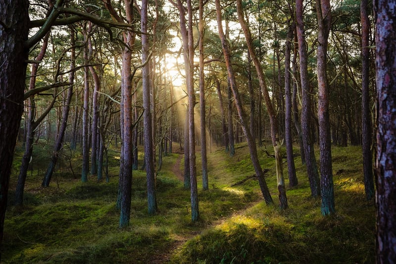 Forest Glade